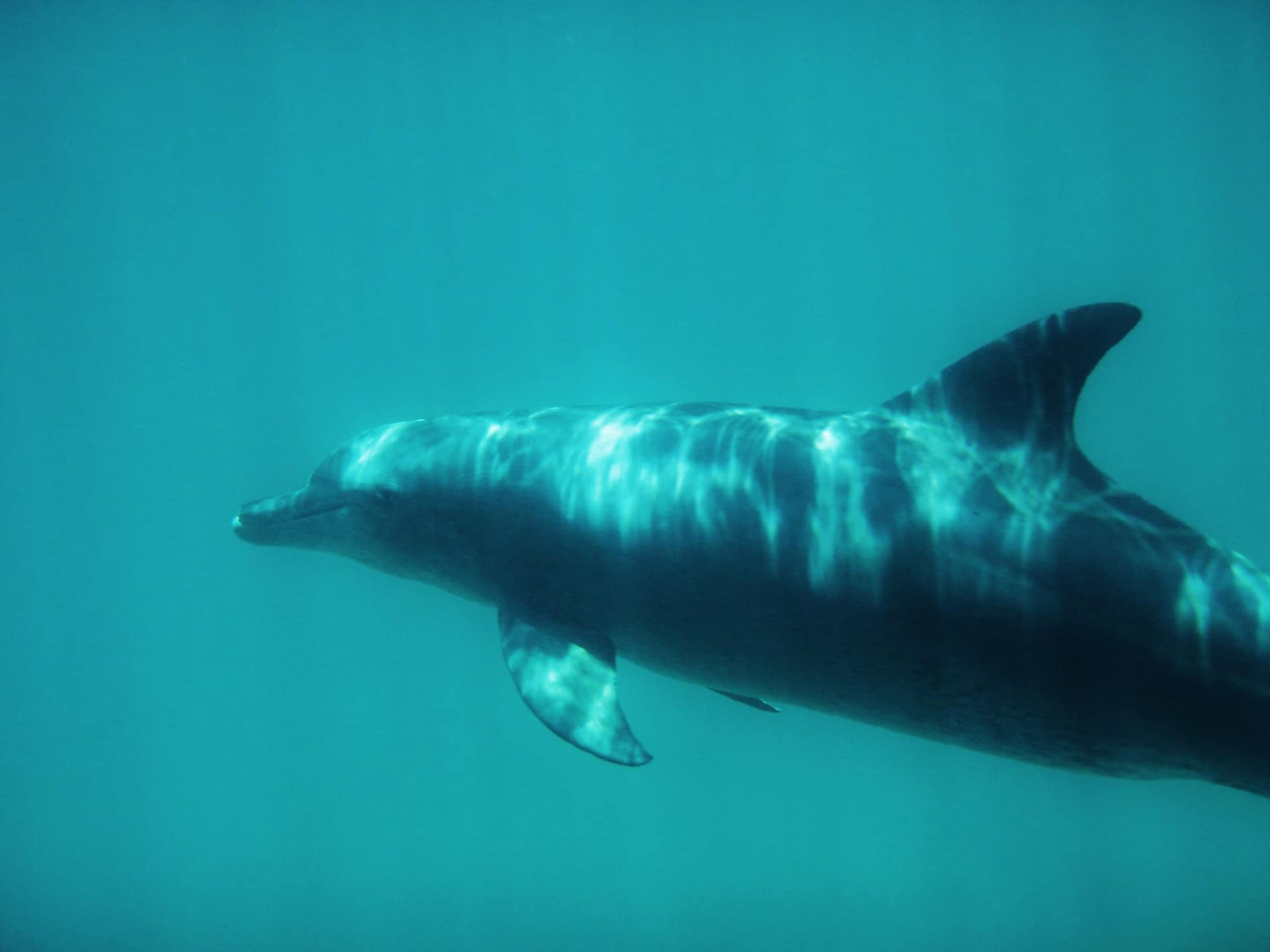 A dolphin swimming underwater in Kisite-Mpunguti Marine National Park