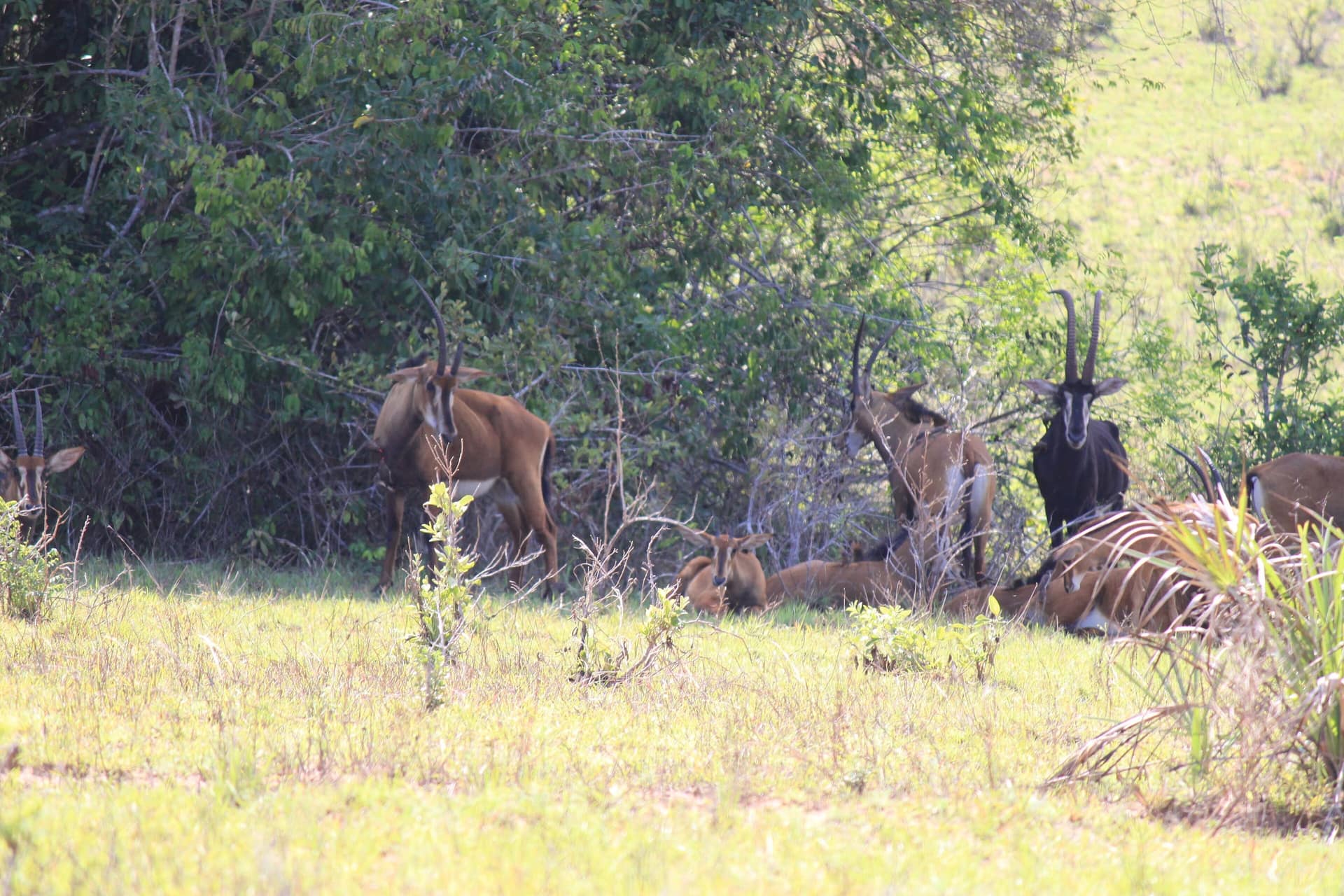 Sable antelope resting in grassland in Shimba Hills National Reserve