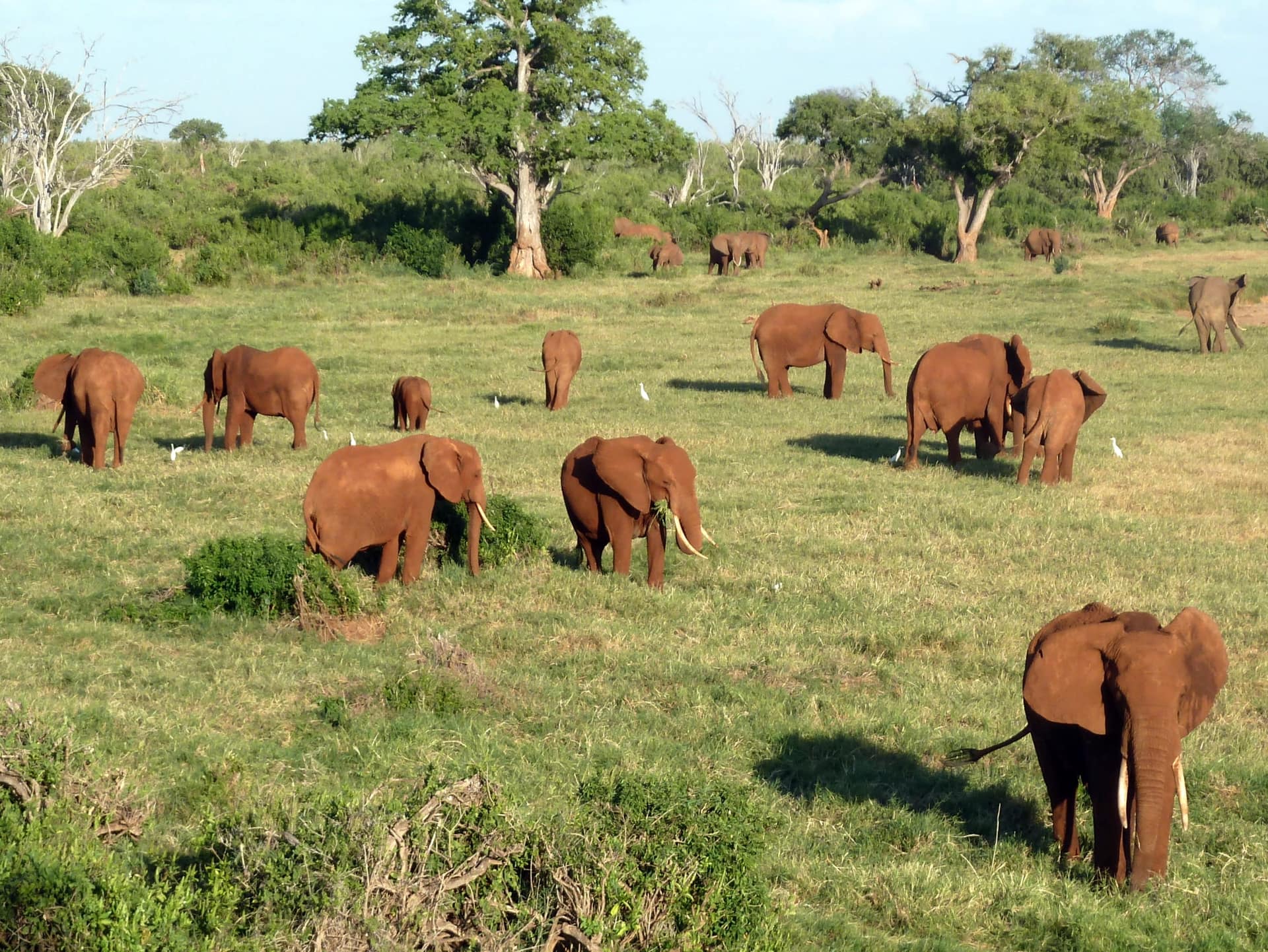 A herd of red-dusted elephants grazing in Tsavo East National Park