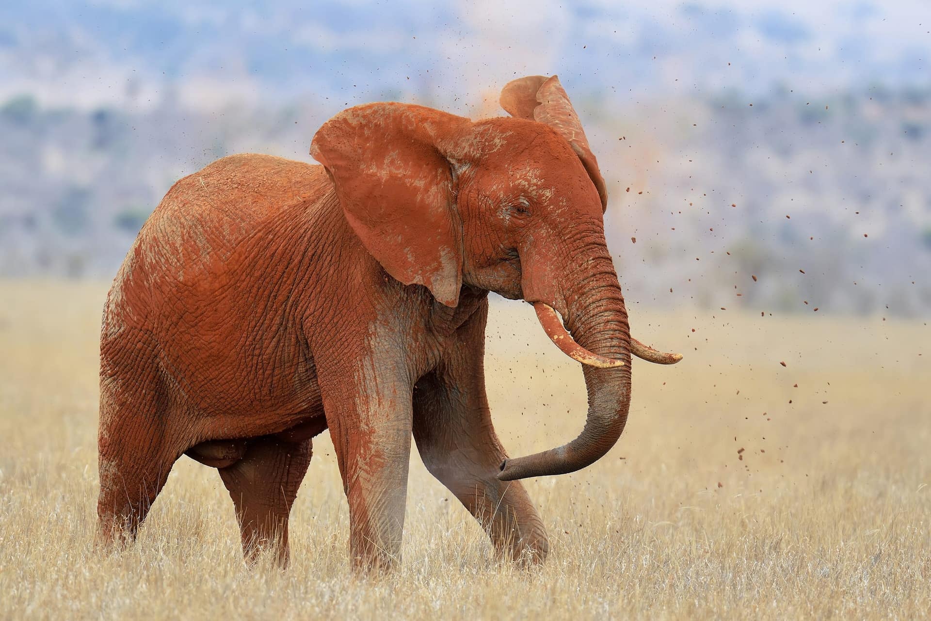 A red-dusted elephant in the grassland of Tsavo East National Park