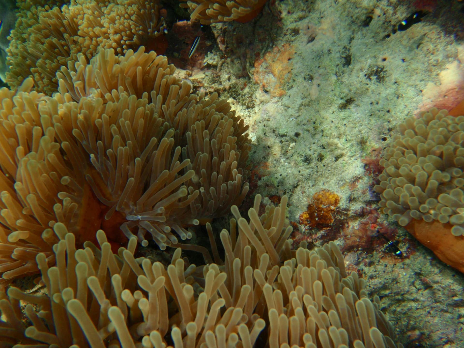 Sea anemones on the reef in Kisite-Mpunguti Marine National Park