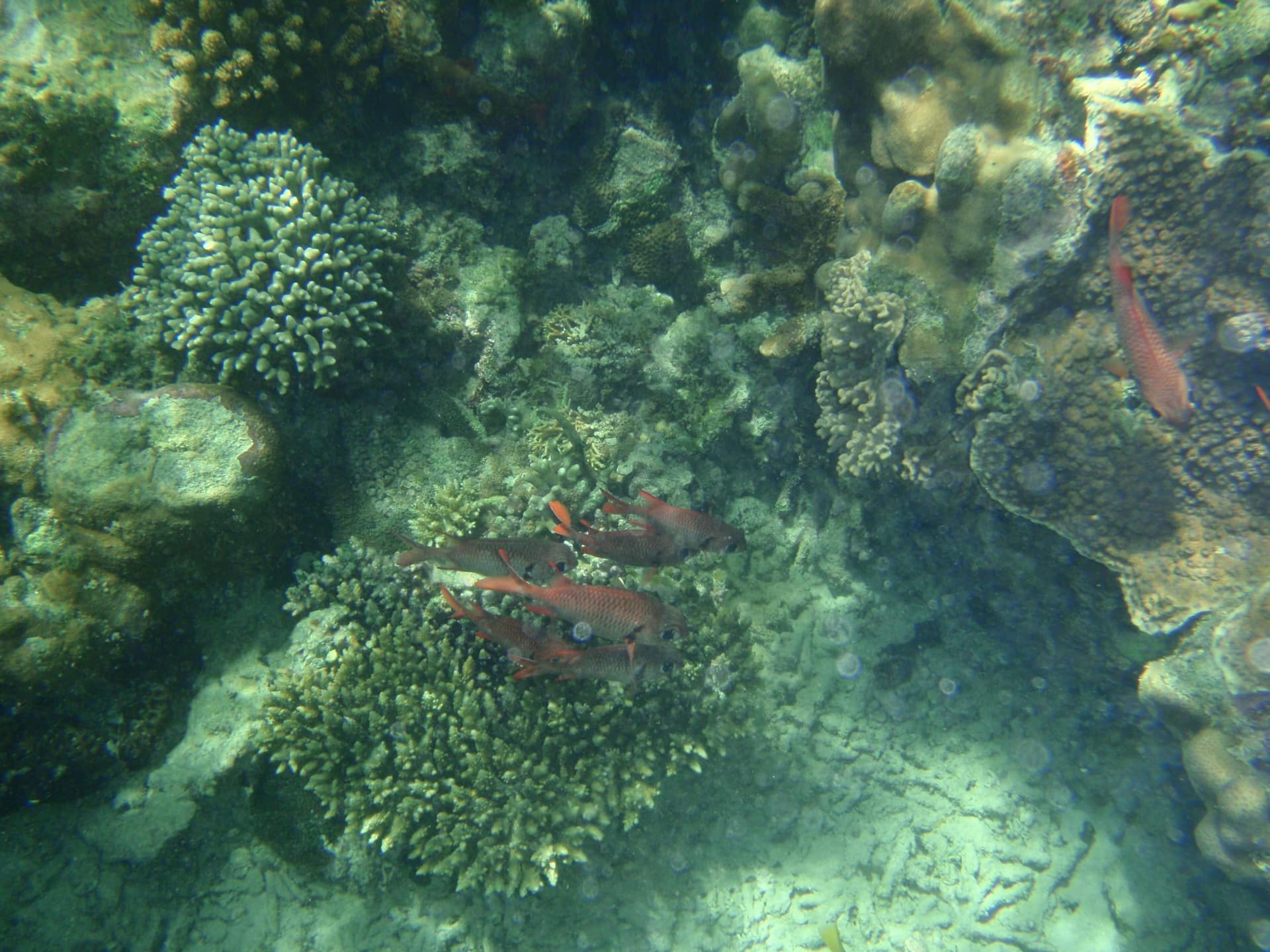 Hard coral and reef fish in Kisite-Mpunguti Marine National Park