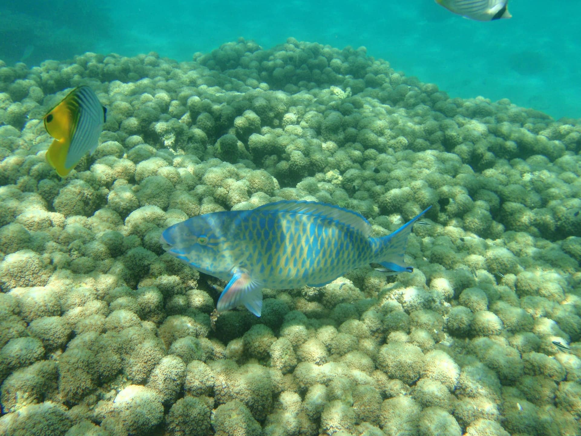 A parrotfish over coral while snorkelling in Kisite-Mpunguti Marine National Park