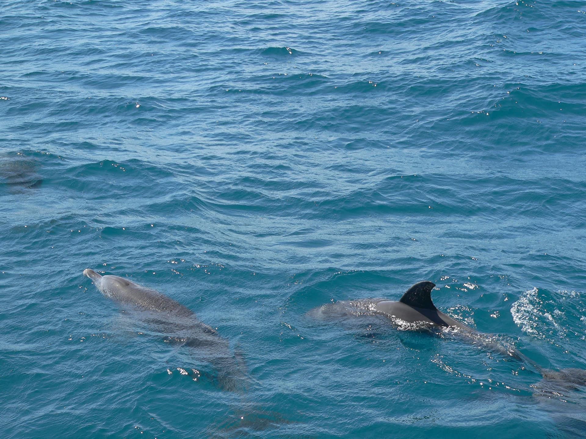 Spotted dolphins surfacing just off Kisite-Mpunguti Marine Park
