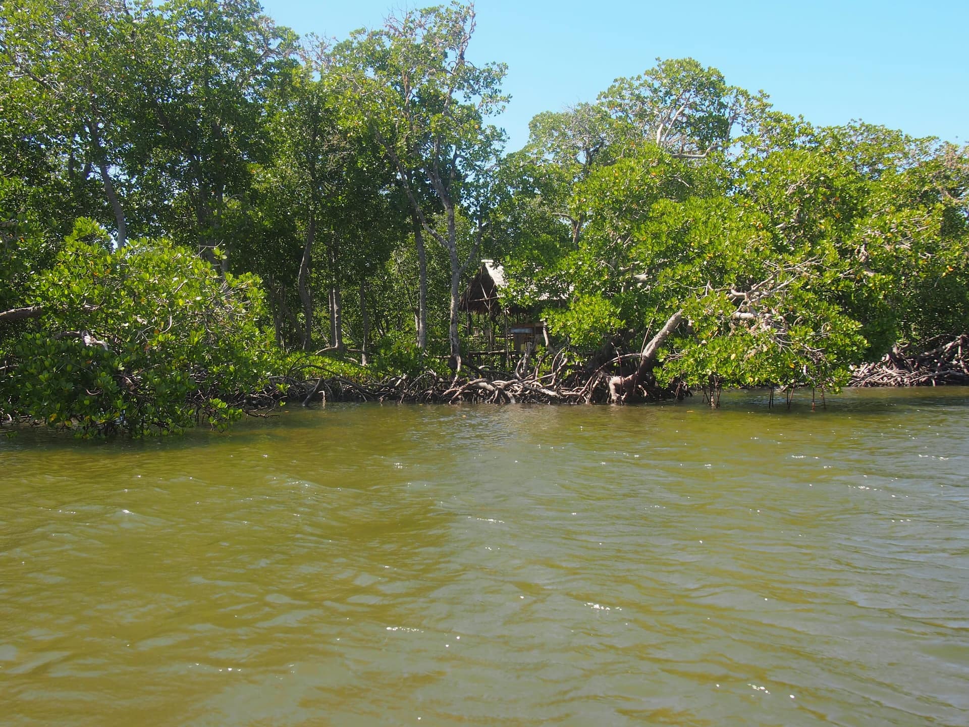 Mangroves at high tide along a tidal creek on the Kenya coast