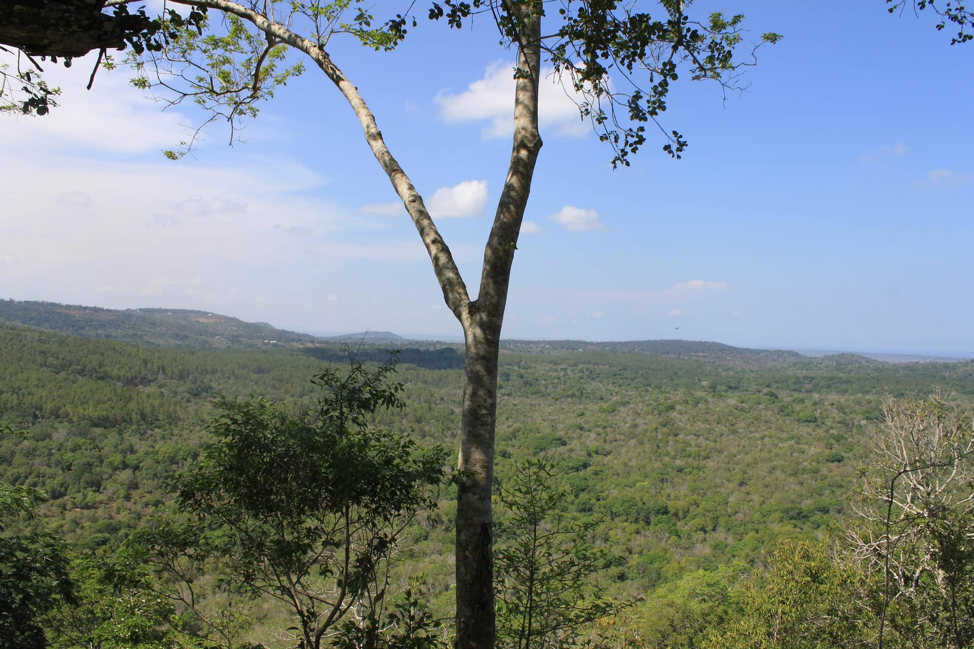 Forested hills seen from the Sable Bandas viewpoint in Shimba Hills National Reserve