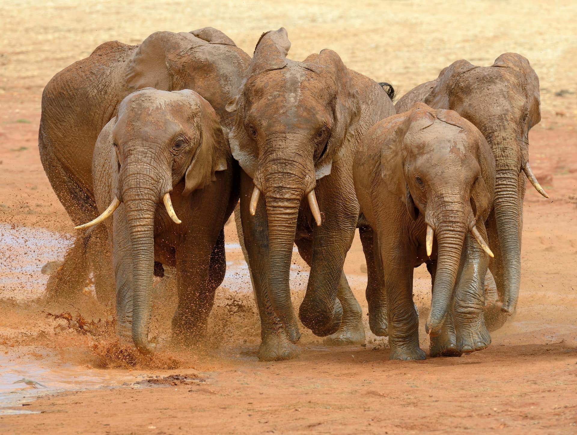 Elephants running through red dust in Tsavo National Park