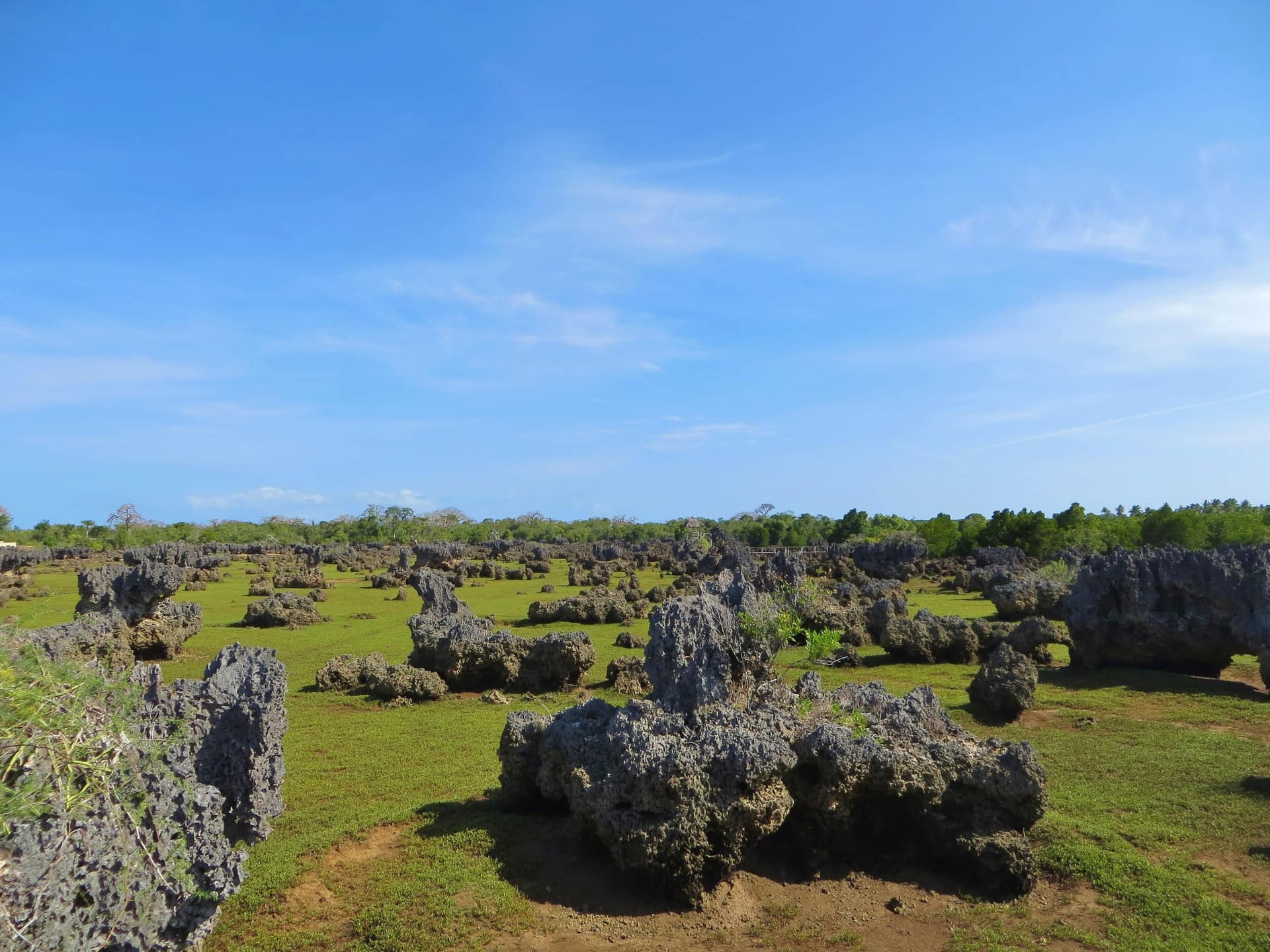 Wind-sculpted coral rag in the coral garden on Wasini Island